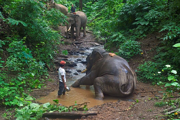 素考泰(Swe Kyaw Htay)是最后一批捕获的野生大象中的一员,如今它也成为缅甸伐木公司中最顺从的伐木象之一。