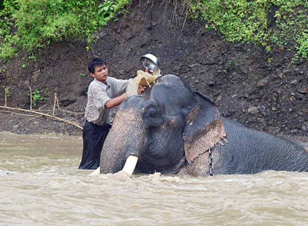 每日清晨,萨也叁(Thayet San)营地的驯象人便会带着自己的象群来到河边痛快地洗个澡。
