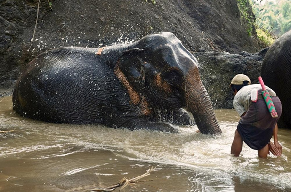 每天洗澡对维护伐木象的卫生安全十分重要,同时这也有利于巩固驯象人与大象之间的纽带。