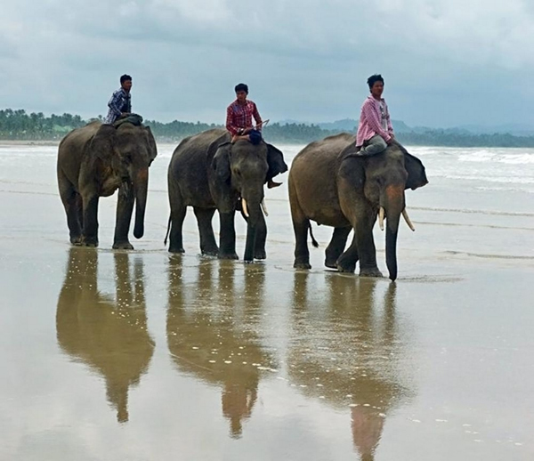 由于缅甸严厉的采伐限制,伐木象的责任也随之减轻,其中一些大象更可能会被放归自然。