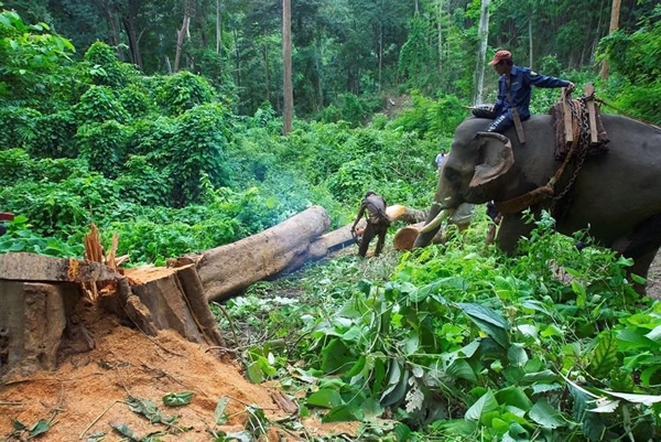 自2014年4月1日起,缅甸将全面禁止原始的伐木出口,这将减少50%的伐木量,同时也使许多私有的伐木象失去工作。
