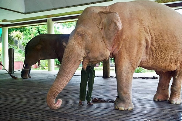 失去工作的伐木象们也许会被用来吸引游客,就如同仰光皇家白象公园中的稀有白象一样。