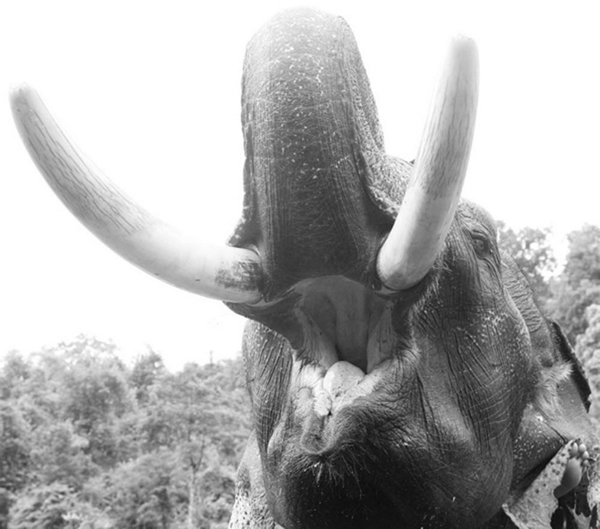 一头公象准备好了接受卫生检查,兽医会检查它的舌头以判断它是否患有贫血症。