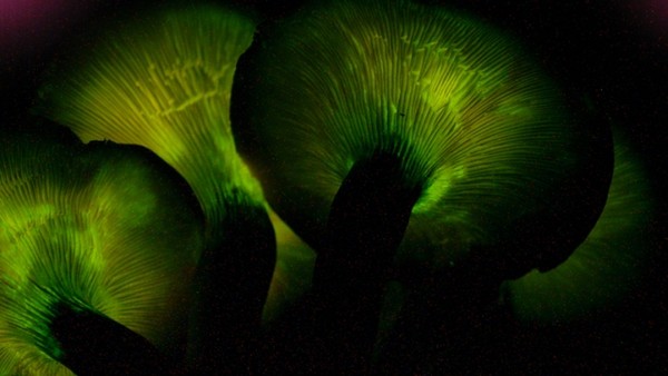 “鬼火蘑菇”夜晚发出绿色的萤光