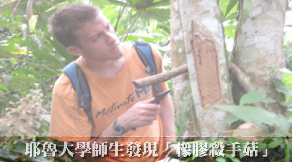 亚马逊雨林发现一种菌类“鲁夫杀手菇”专吃橡胶维生