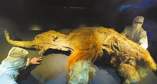 长毛象YUKA完整遗骸昨日开箱,未来将在零下15℃的冷冻柜中展示。