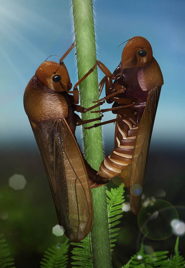 如果吹泡虫抓着一个小树枝,那么它们往往面对面的交配。