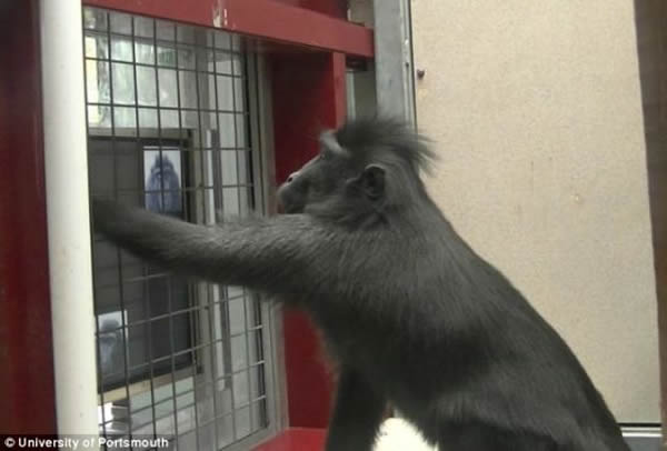 ������Ա��Ӣ�����տ���������Ұ������԰��һȺ�ڹ�⨺�����о��������һ���֡���ͼ��ʾ����һֻ����ͳ�ε�λ��⨺�ͨ���津�������Եõ�����