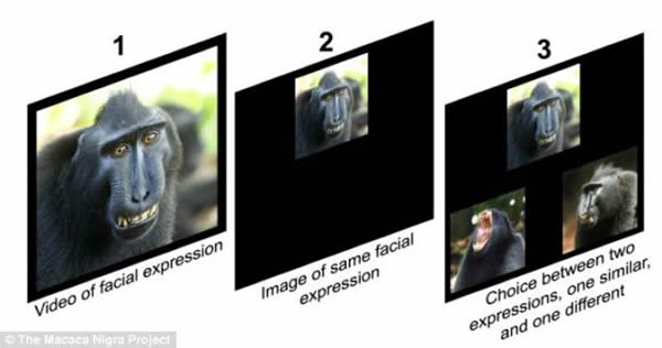 �����ǿ���ѡ��ͬ��չʾ��ͬ�沿�����ͼƬ����Ƶ