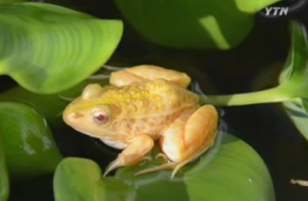 韩国发现罕见的「黄金蛙」,这是由白化症的蝌蚪长成。