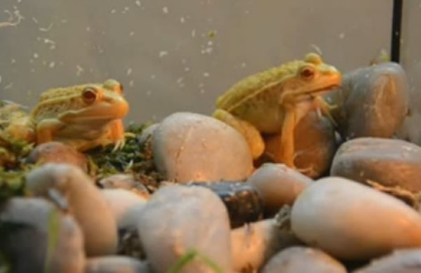 韩国发现罕见的「黄金蛙」,这是由白化症的蝌蚪长成。