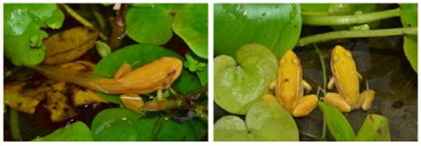 韩国发现罕见的「黄金蛙」,这是由白化症的蝌蚪长成。