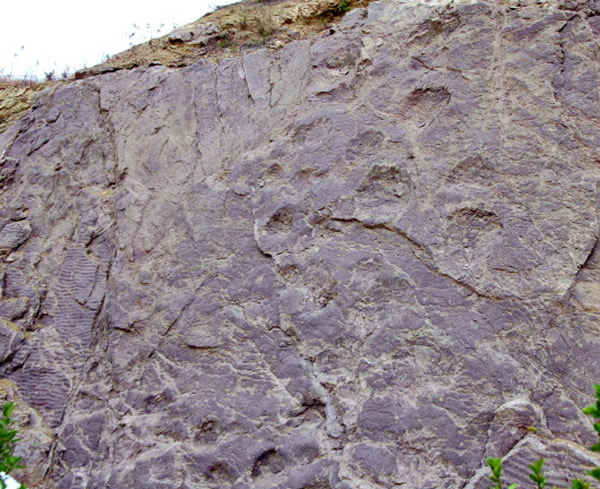 位于岌山省级地质公园内的恐龙足迹化石