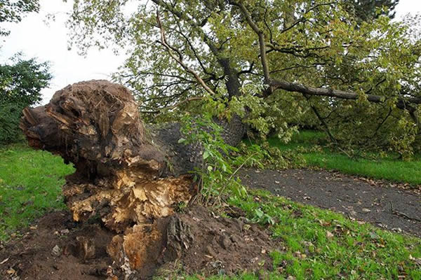 Ӣ��һ�ñ����������������ľ����������������Ȯ