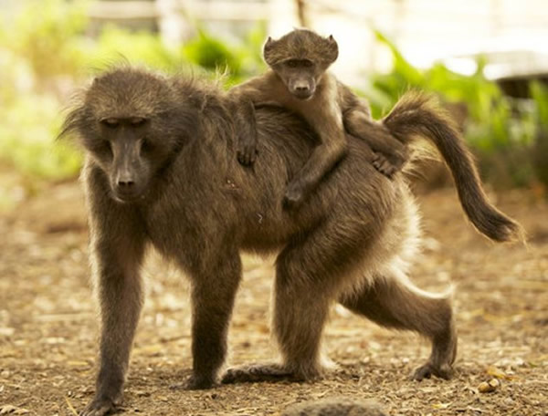 沙特的村庄“猴患”严重,经常受到来寻找食物的猴子骚扰