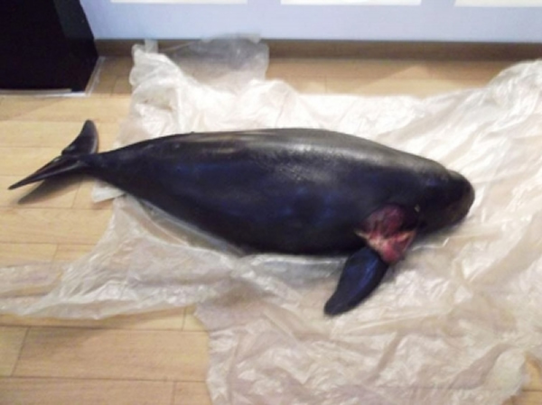 �򽭳������ౣ����һ��������