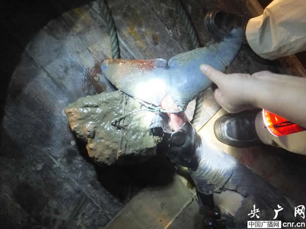 ��ͥ��������¹��ˮ����һͷ�������Խ���