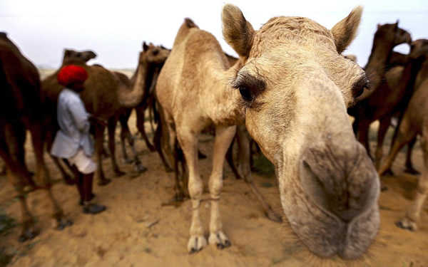 世界上最大的骆驼交易会——一年一度的印度普什卡骆驼节