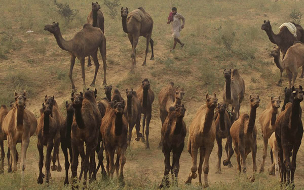 世界上最大的骆驼交易会——一年一度的印度普什卡骆驼节