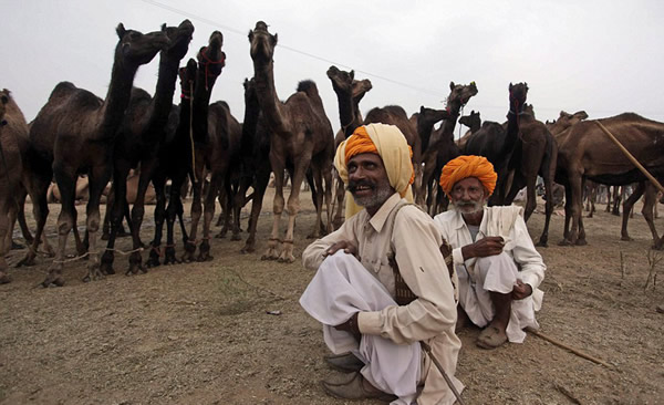 世界上最大的骆驼交易会——一年一度的印度普什卡骆驼节