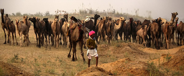 世界上最大的骆驼交易会——一年一度的印度普什卡骆驼节