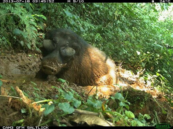乌干达发现世界上最大的野猪——“森林巨猪”