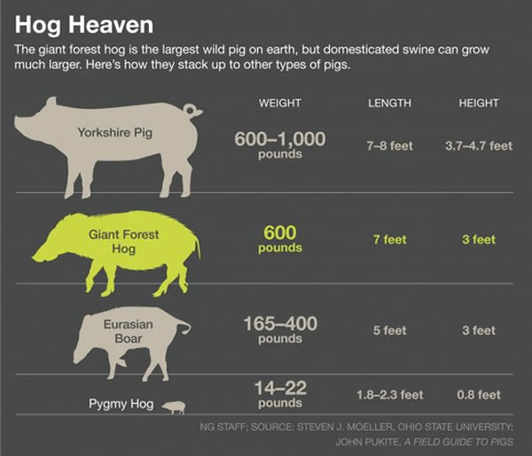 该图是不同物种猪体重和体长标准,从上至下分别是:人工饲养的约克猪;森林巨猪;欧亚野猪;侏儒野猪