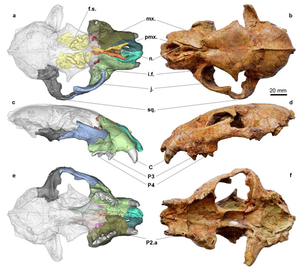 布氏豹Panthera blytheae的正形标本(曾志杰供图)