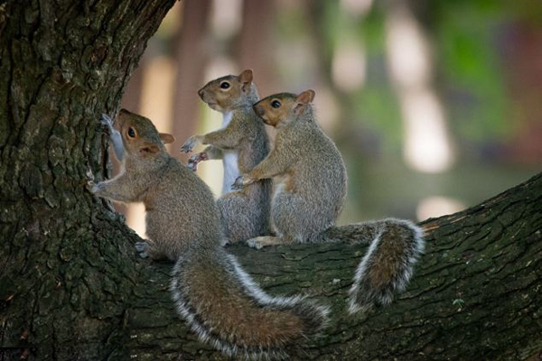 ���ô�С�������������衱