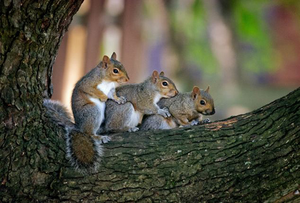 ���ô�С�������������衱