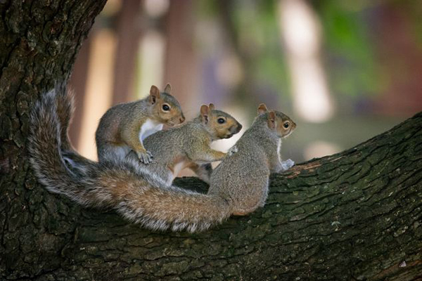 ���ô�С�������������衱