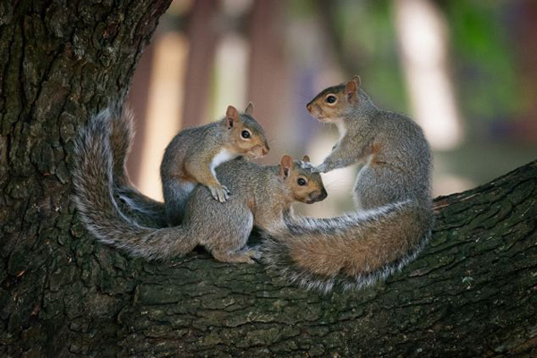 ���ô�С�������������衱