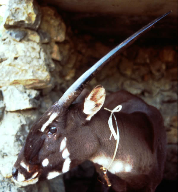 1996年发现的雌中南大羚