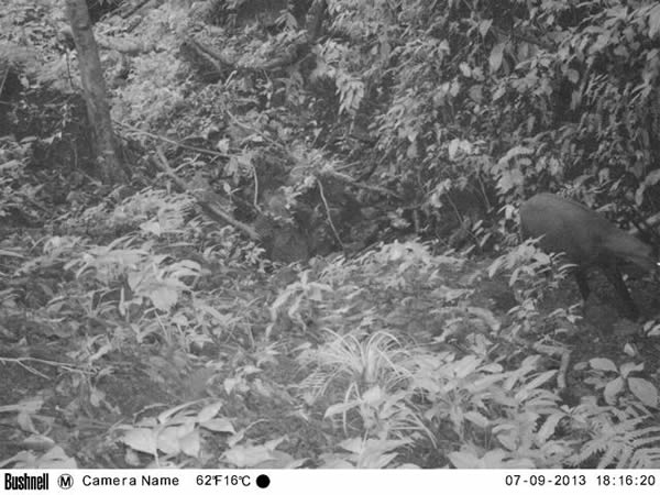 2013年9月7日拍摄到的照片显示了一只中南大羚在越南中央安南山脉遥远的多岩石森林山谷溪流边移动。