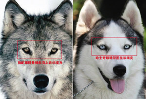 ͸DNAѧҷִĻŴŷҰΪӽ