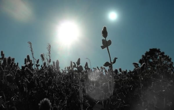 我们发现的第一个外星生物可能是紫色细菌