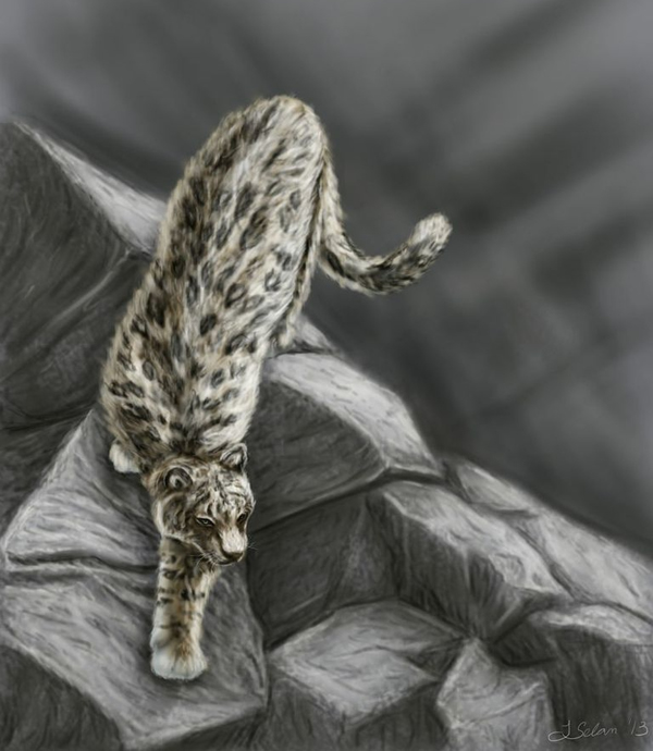 布氏豹Panthera blytheae复原图