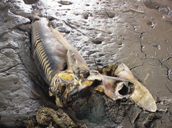 南京长江水域一码头发现一条100多斤的野生中华鲟死在江滩上