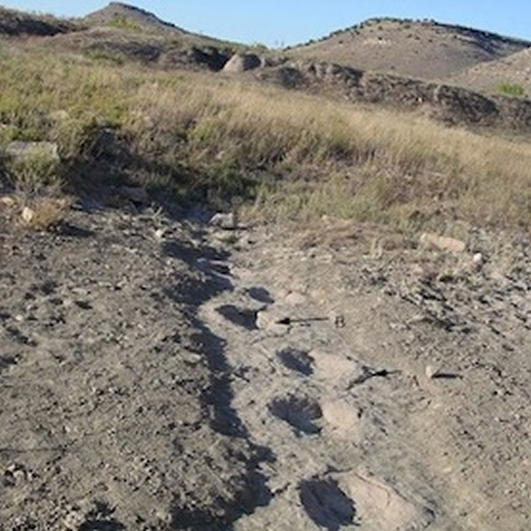 箭头标记处是恐龙踩空摔倒的地方