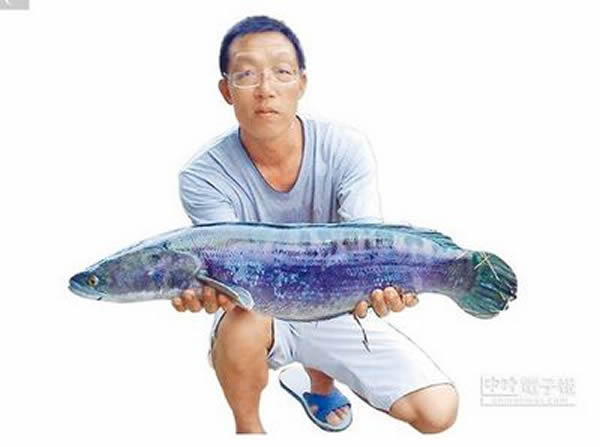 在台湾曾文水库肆虐的鱼虎