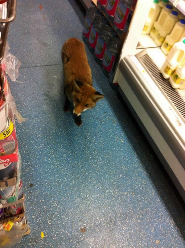 Ӣ��һֻ���ꡰ�䳬�С�