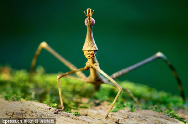 ��ͷ������������