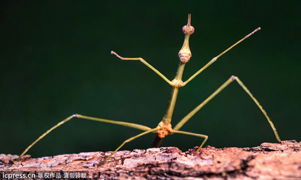 ��ͷ������������