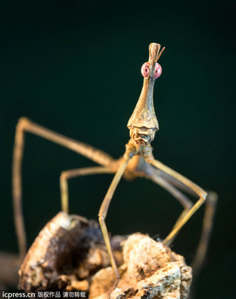 ��ͷ������������