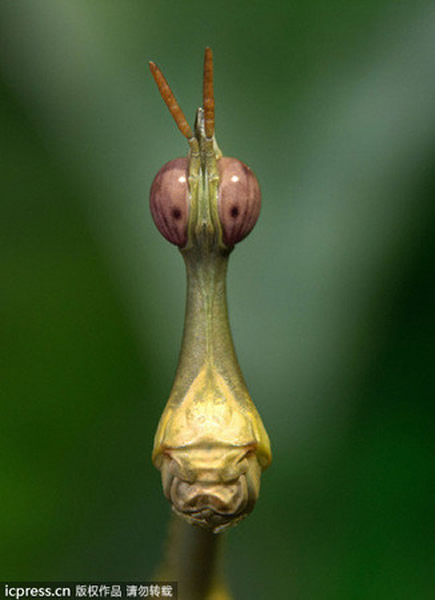 ��ͷ������������