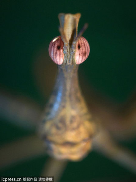 ��ͷ������������