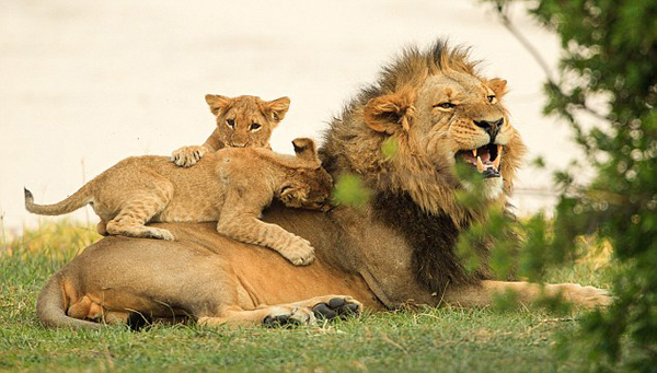 �Ϸǹ��ҹ�԰Сʨ����ľ����ս����ʨ�����֡��Ը���