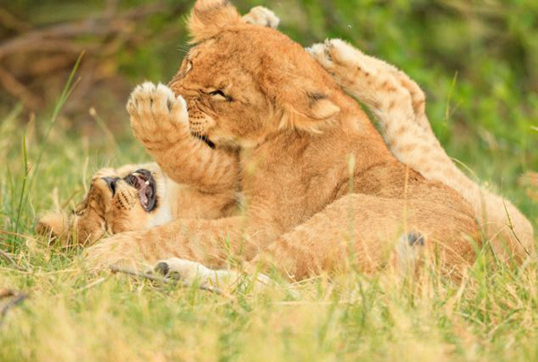 �Ϸǹ��ҹ�԰Сʨ����ľ����ս����ʨ�����֡��Ը���