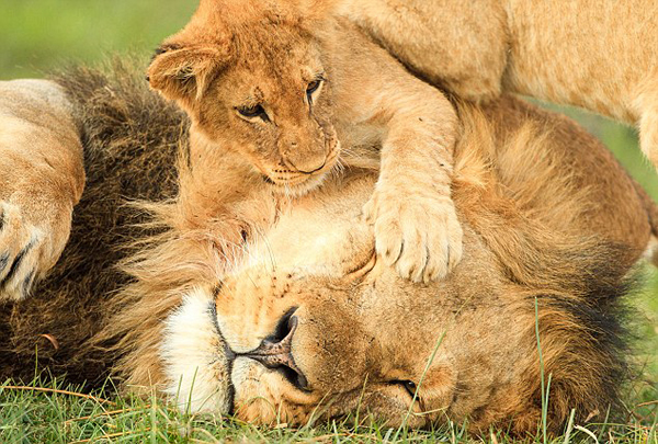 �Ϸǹ��ҹ�԰Сʨ����ľ����ս����ʨ�����֡��Ը���