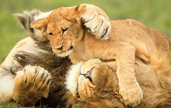 �Ϸǹ��ҹ�԰Сʨ����ľ����ս����ʨ�����֡��Ը���